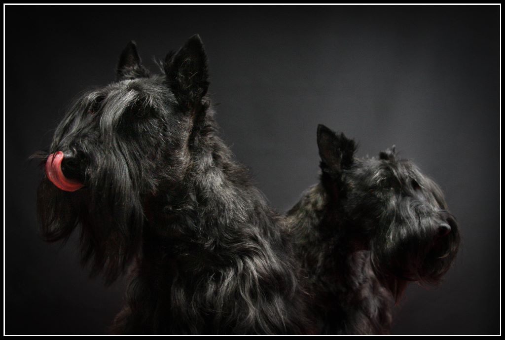 Les chiots du Clan Des Bigoudens 