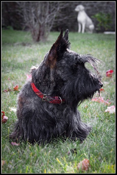 Nos Chiens